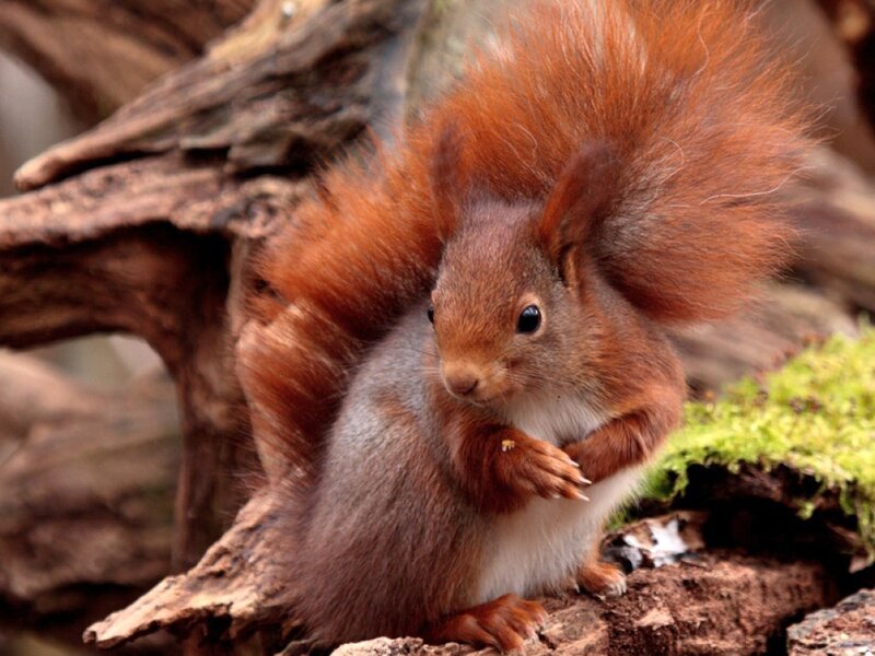 Red Squirrel on Log — Brown