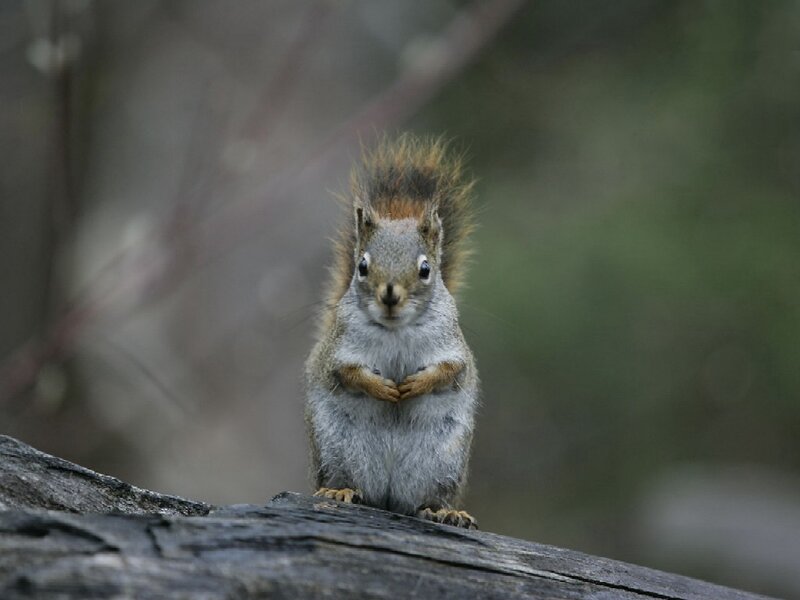 Red Squirrel on Log — Gray