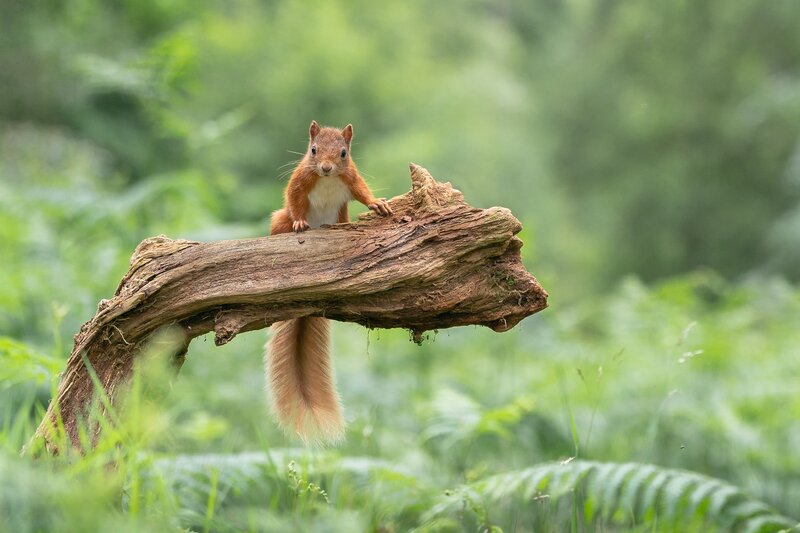 Red Squirrel on Log — Green, Calm
