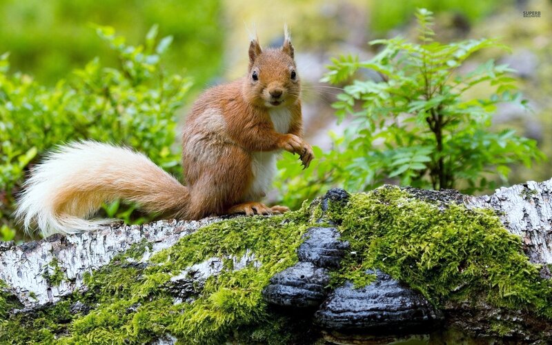 Red Squirrel on Log — Green, Natural