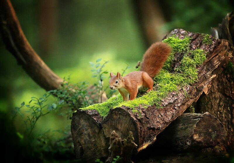 Red Squirrel on Log — Green, Serene