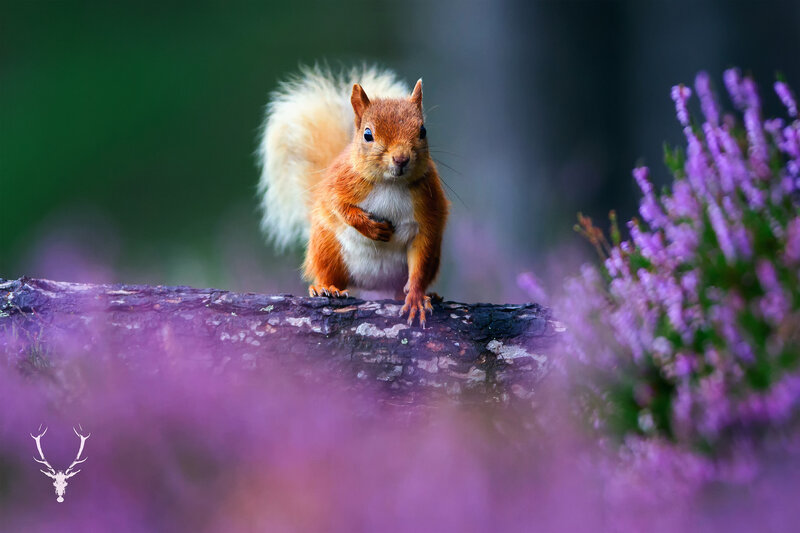 Red Squirrel on Log — Purple, Calm