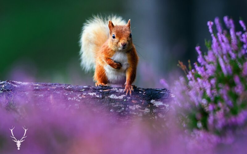 Red Squirrel on Log — Purple