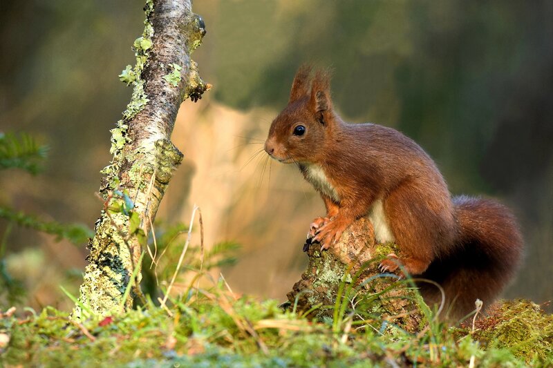 Red Squirrel on Moss — Brown