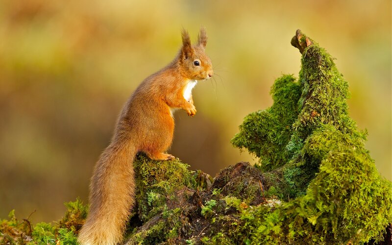 Red Squirrel on Moss — Green, Serene