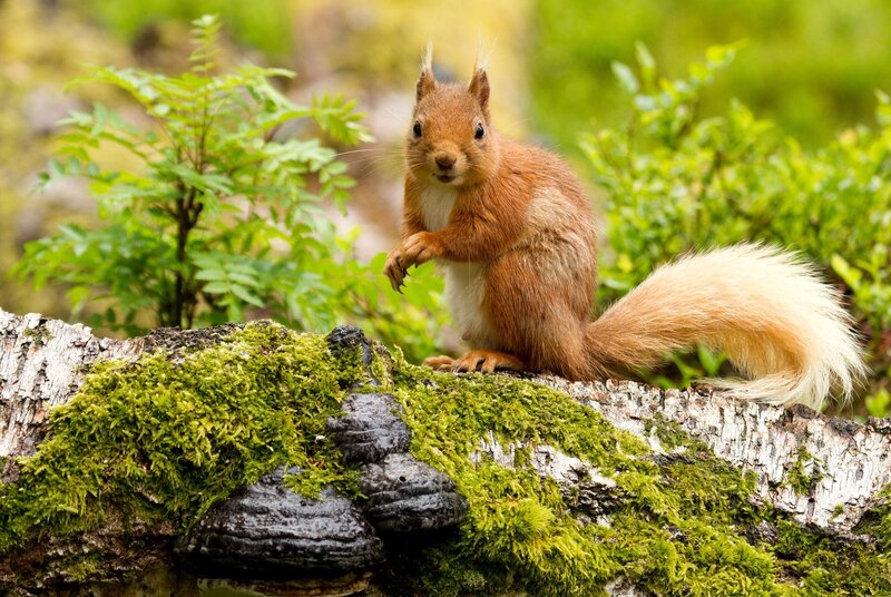 Red squirrel on mossy log