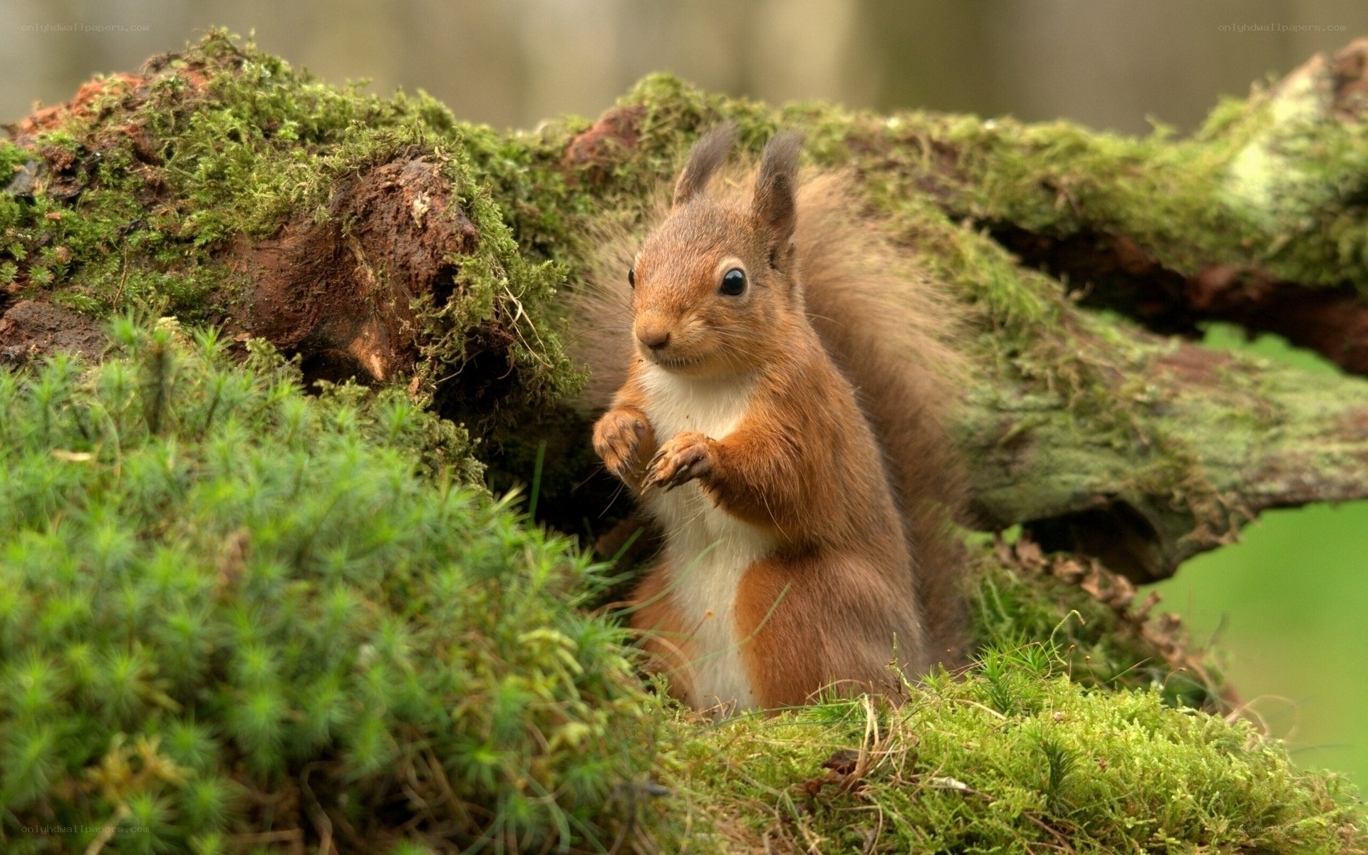Red squirrel on mossy log