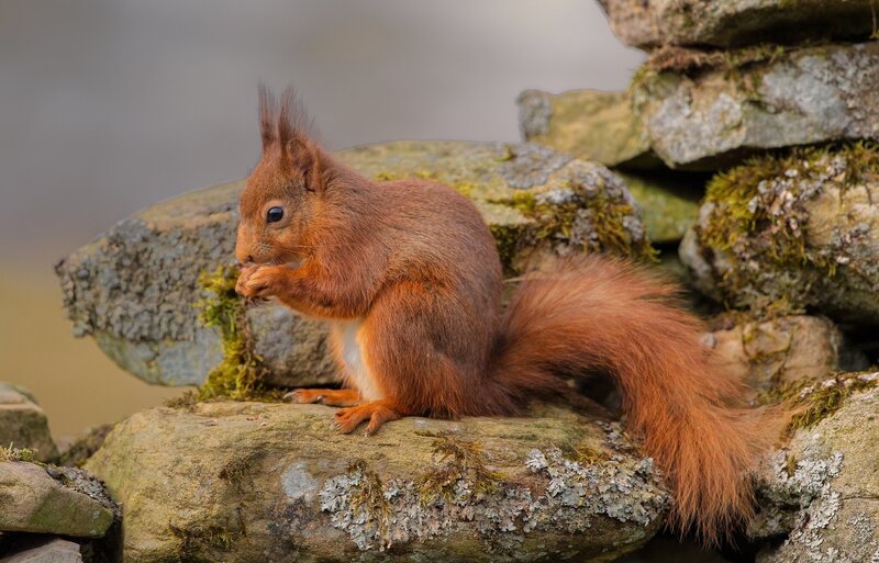Red squirrel on mossy rocks