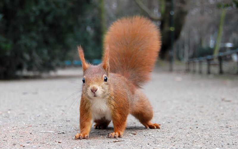 Red Squirrel on Path