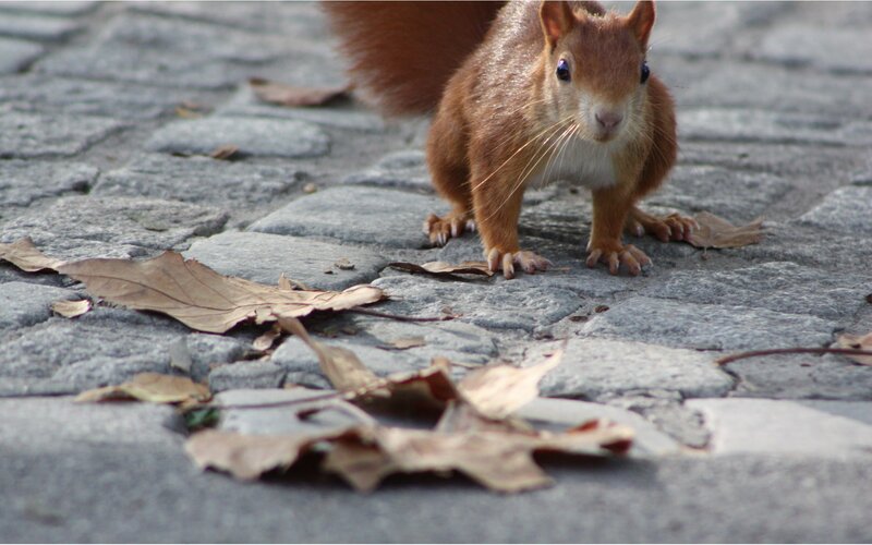 Red Squirrel on Pavement — Brown, Curious