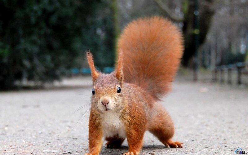 Red Squirrel on Pavement — Brown
