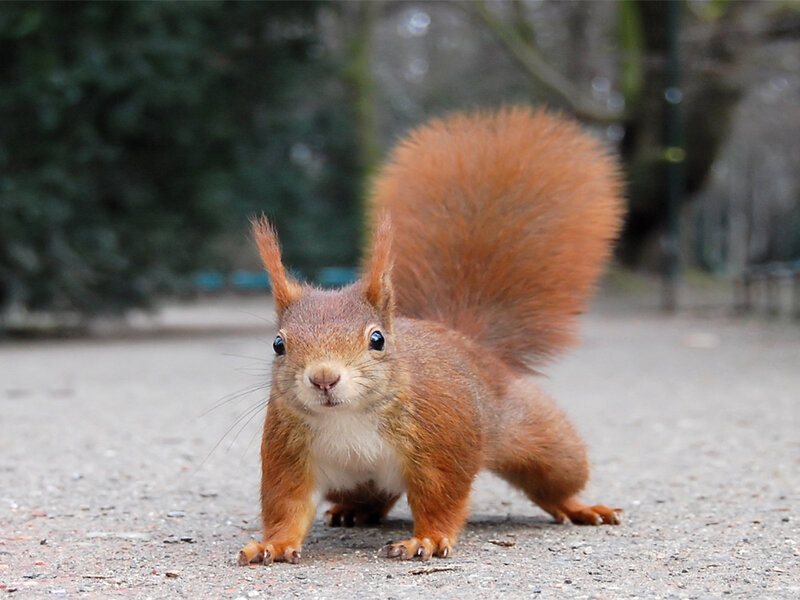 Red squirrel on pavement