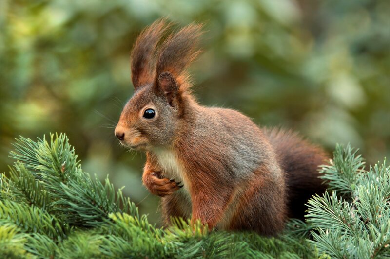 Red squirrel on pine branch
