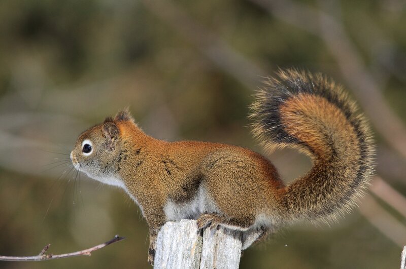 Red Squirrel on Post — Brown, Alert