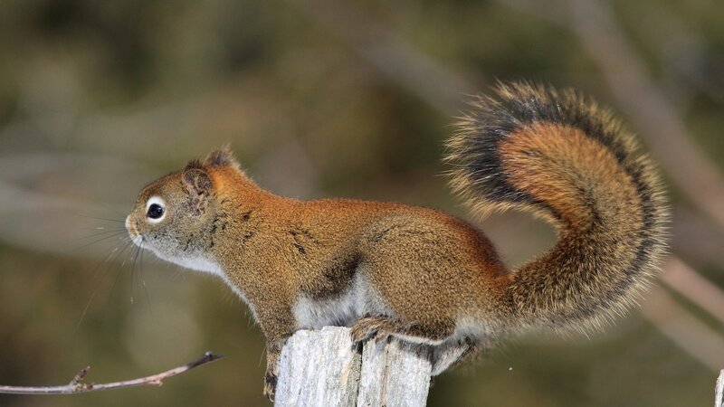 Red Squirrel on Post — Brown, Alert, Winter