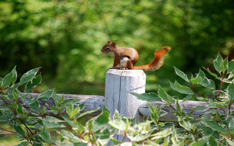 Red Squirrel on Post — Green