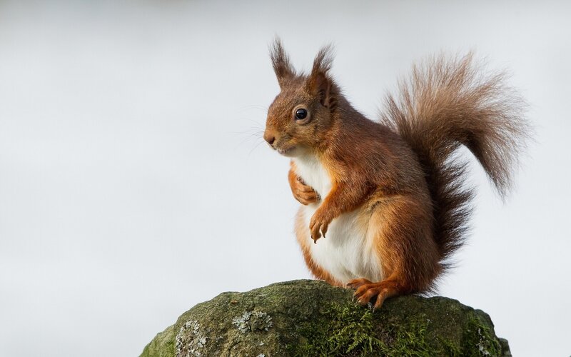 Red Squirrel on Rock — Brown, Alert