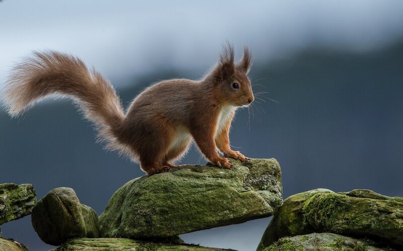 Red Squirrel on Rock — Brown, Calm