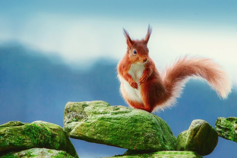 Red Squirrel on Rock — Green, Serene, Photograph, Moss, Sky