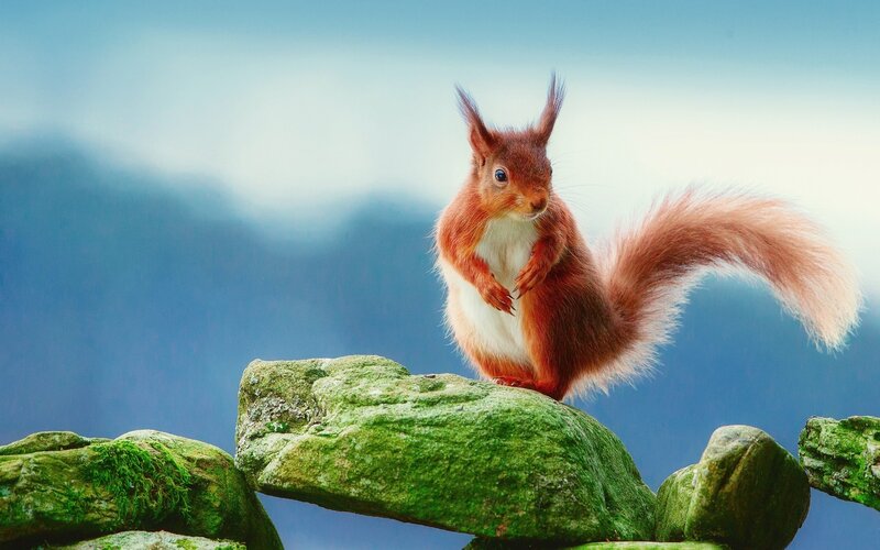 Red Squirrel on Rock — Green, Serene