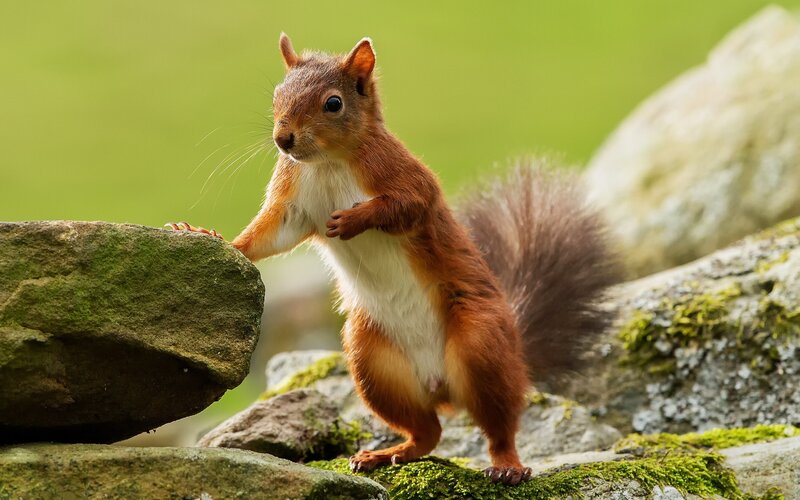 Red Squirrel on Rocks — Brown, Alert