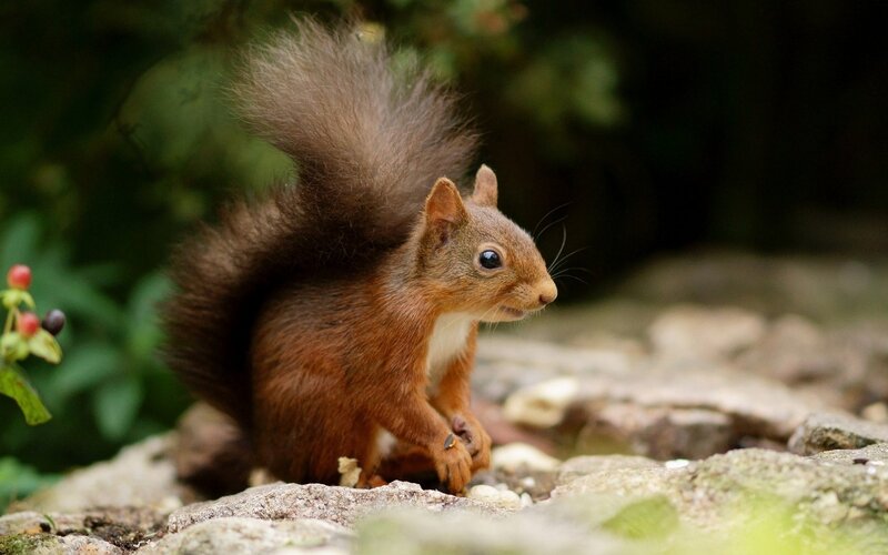 Red Squirrel on Rocks — Brown