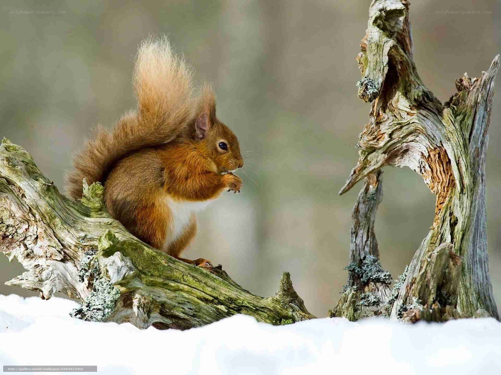 Red squirrel on snowy branch