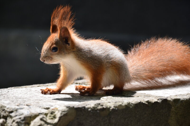 Red Squirrel on Stone