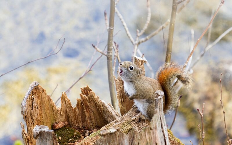 Red Squirrel on Stump — Brown, Alert, Autumn