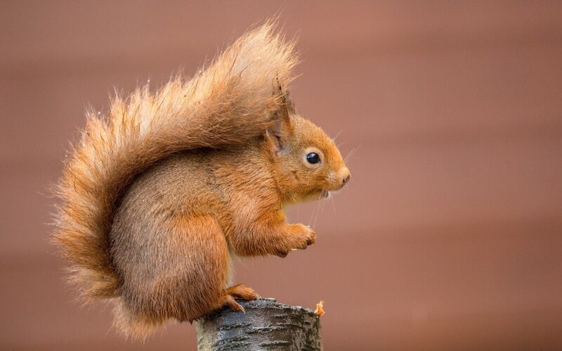 Red Squirrel on Stump — Brown, Alert
