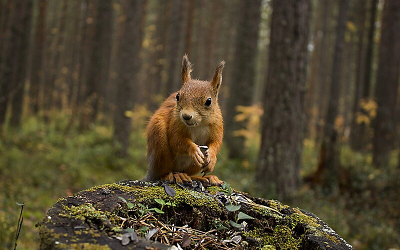 Red Squirrel on Stump — Brown, Natural, Autumn