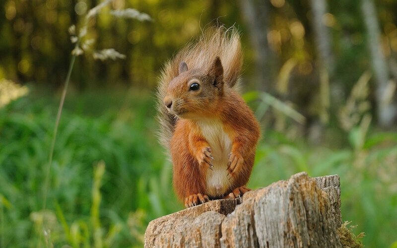 Red Squirrel on Stump — Brown, Natural