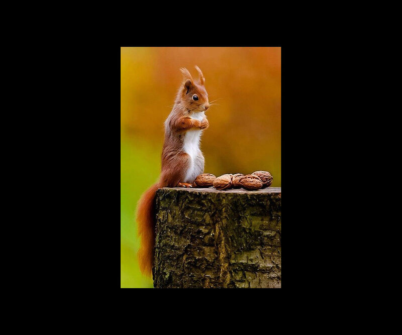 Red Squirrel on Stump — Brown