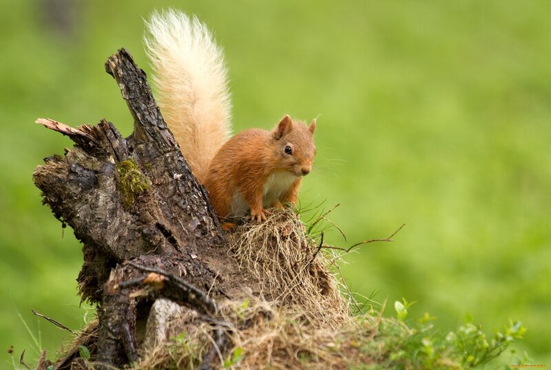 Red Squirrel on Stump — Green, Natural