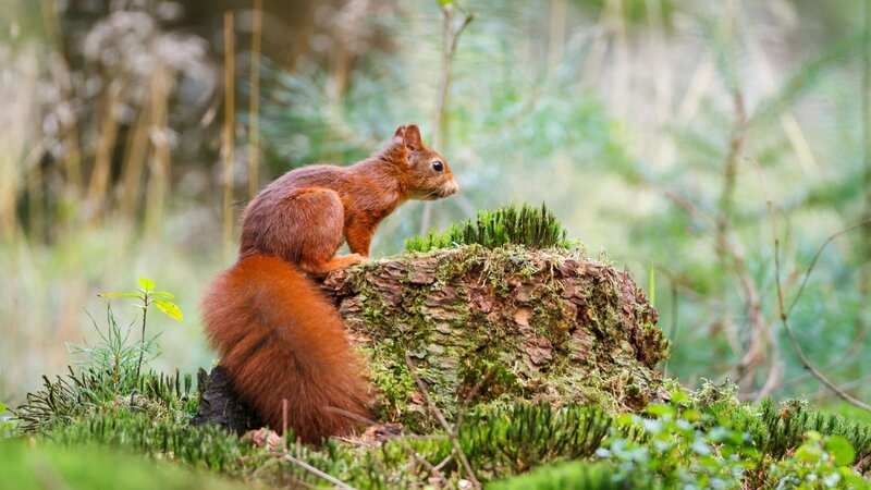 Red Squirrel on Stump — Green, Serene, Morning