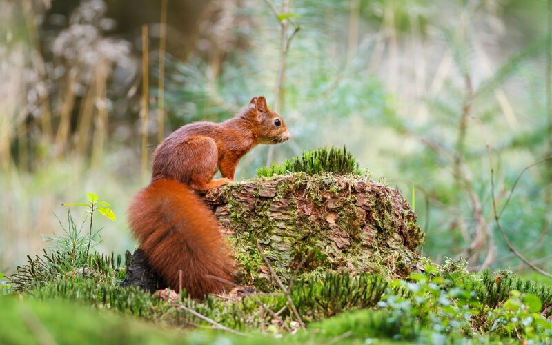 Red Squirrel on Stump — Green, Serene