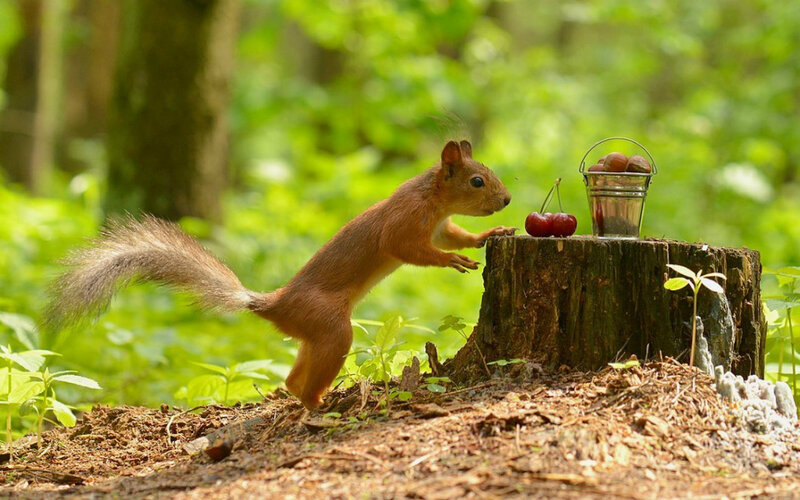 Red Squirrel on Stump — Green