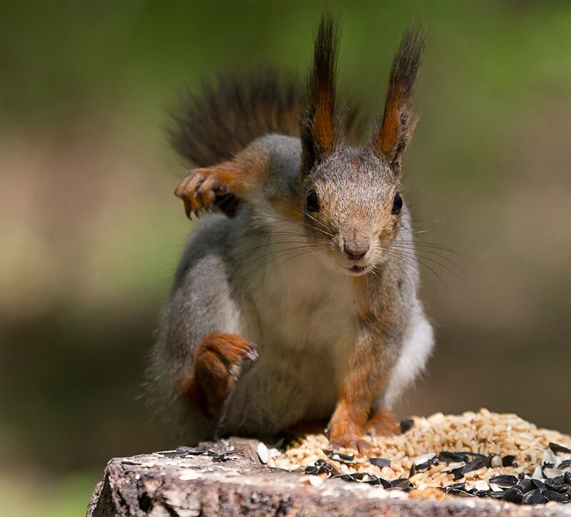 Red Squirrel on Stump