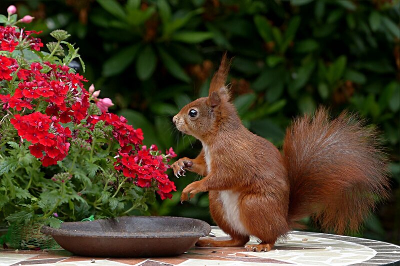 Red Squirrel on Table