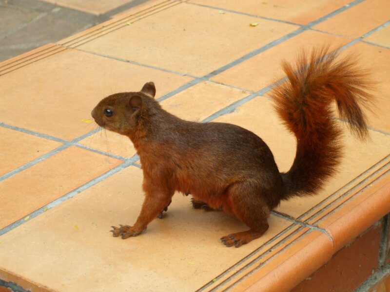 Red squirrel on tiled floor