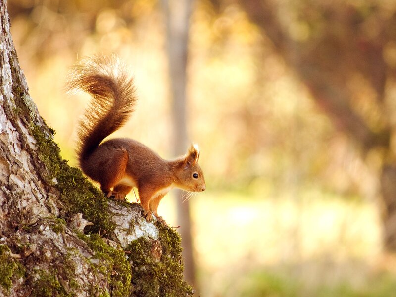 Red Squirrel on Tree — Autumn