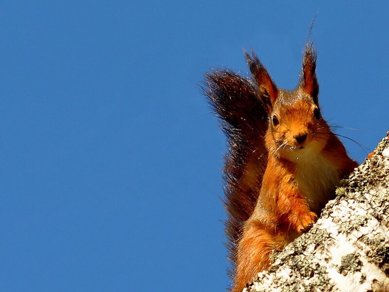 Red Squirrel on Tree — Blue