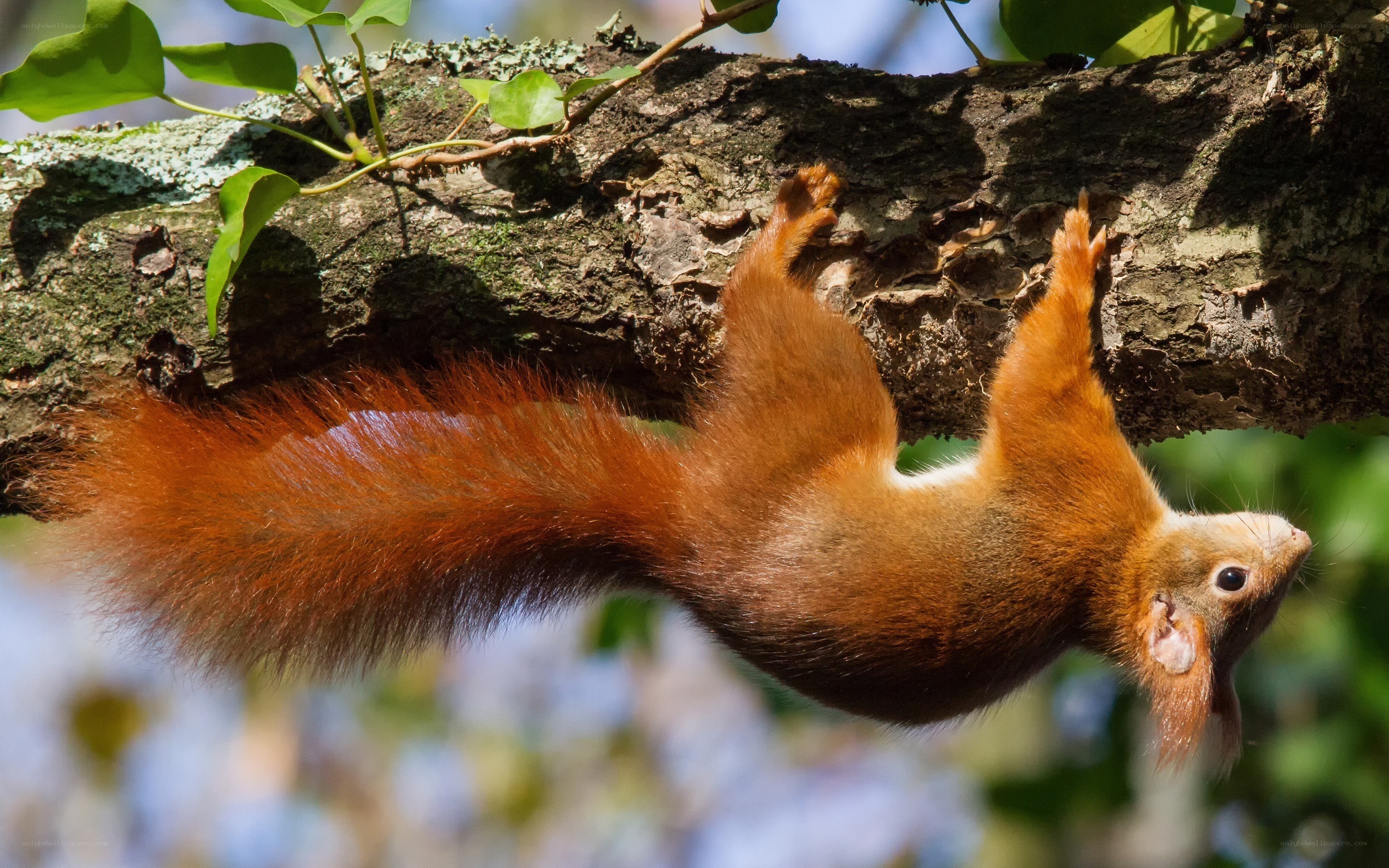 Red squirrel on tree branch