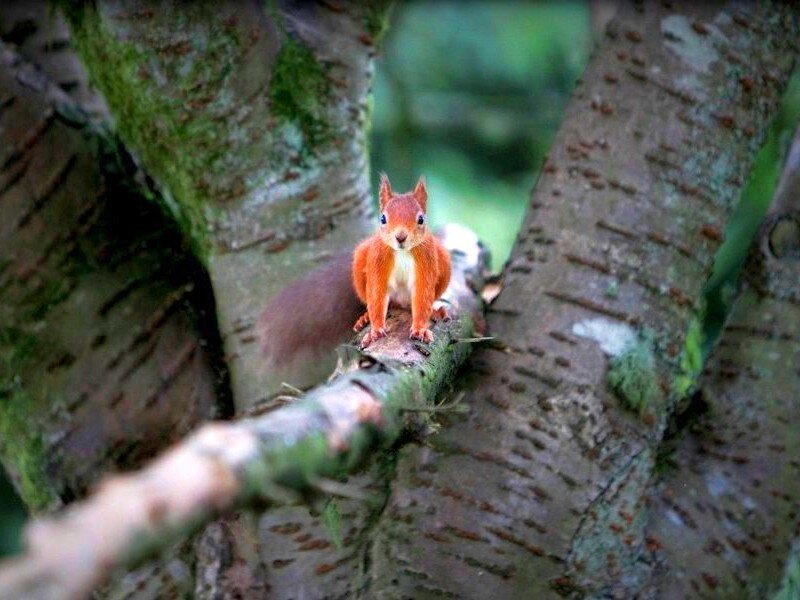 Red squirrel on tree branch
