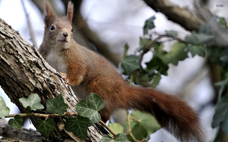 Red Squirrel on Tree Branch — Brown, Alert