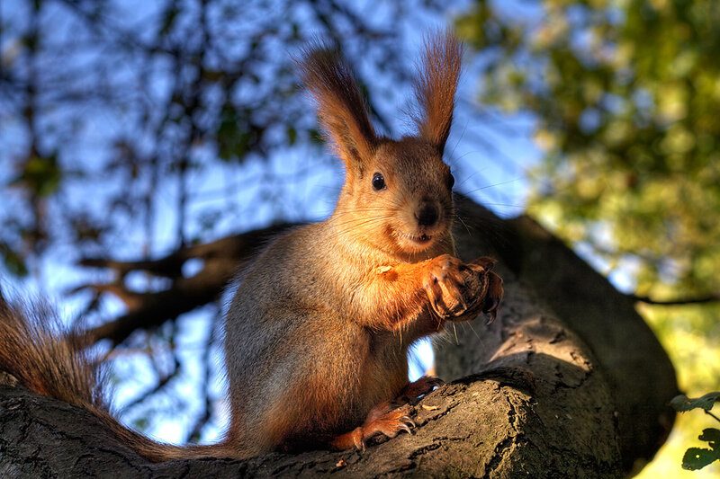Red Squirrel on Tree Branch — Brown
