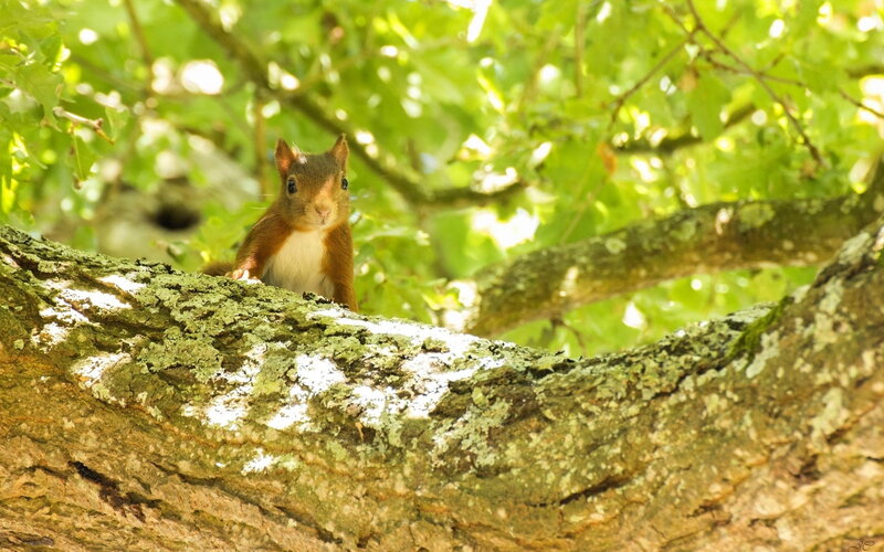 Red Squirrel on Tree Branch — Green