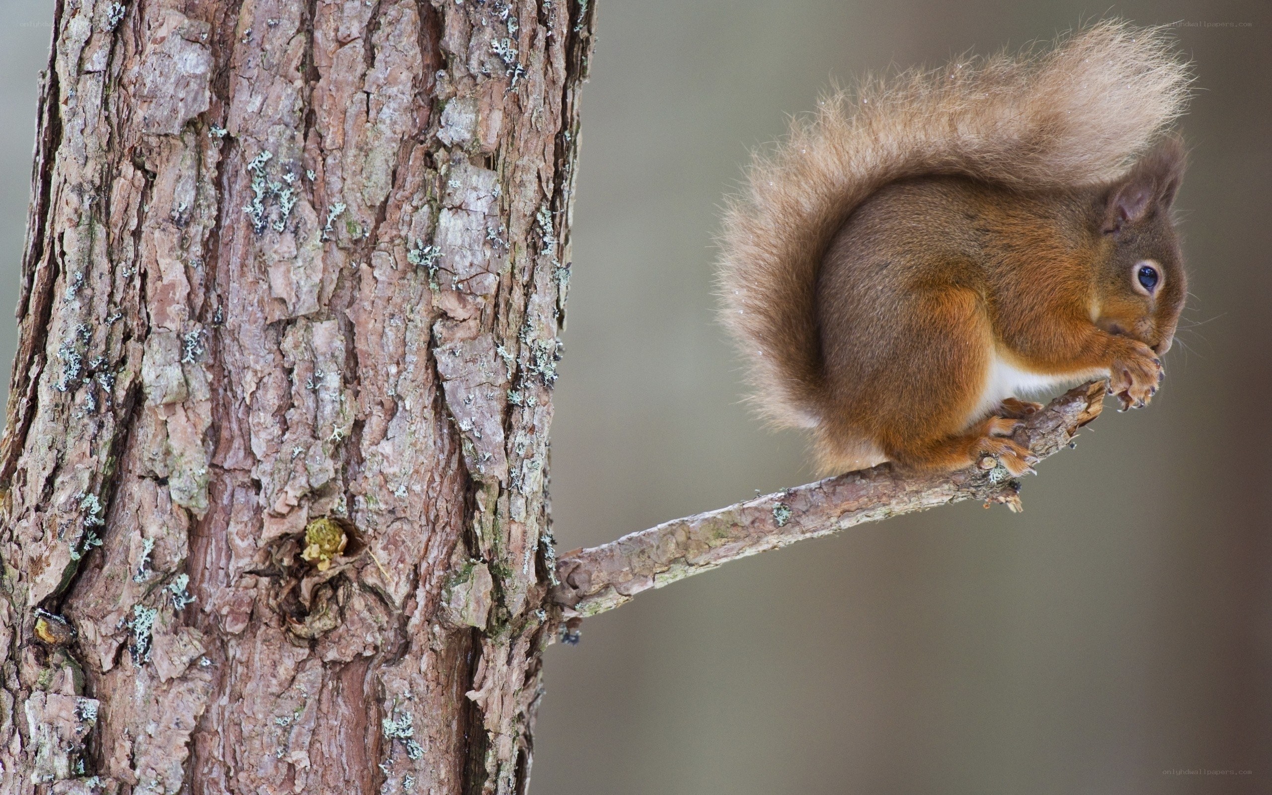 Red squirrel on tree branch