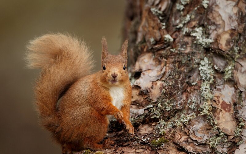 Red Squirrel on Tree — Brown, Alert, Photograph, Tree Bark