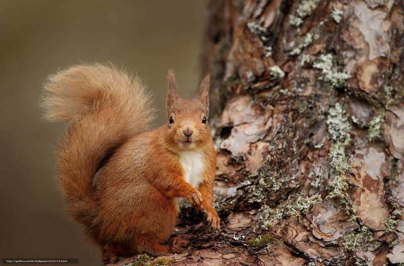 Red Squirrel on Tree — Brown, Alert